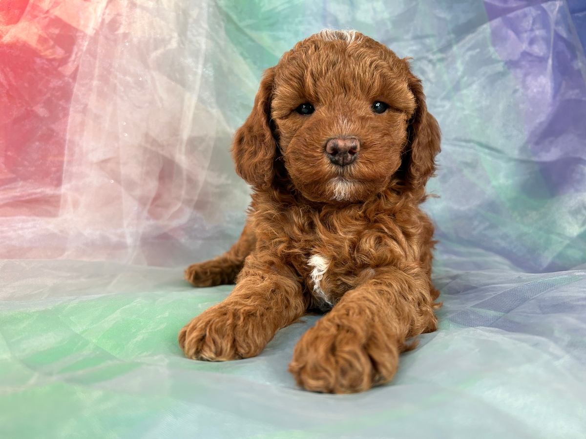 Female Miniature Bernedoodle Puppy for Sale $1800 DOB 12-28-22
